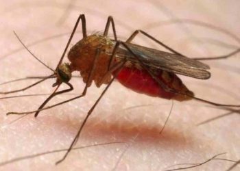 CREMERJ alerta para o aumento de casos de malária
